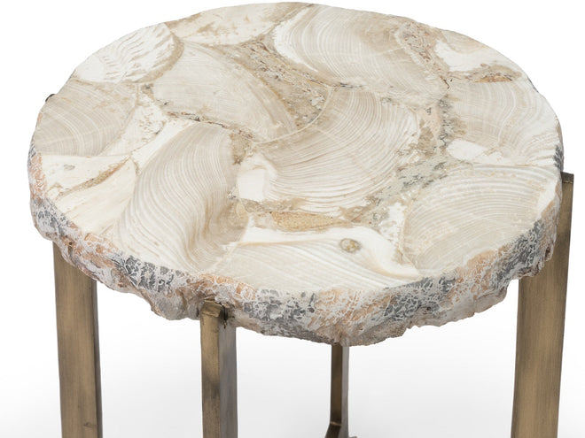 Durham Fossilized Clam Side Table